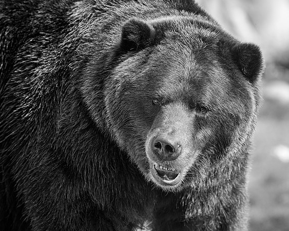 Grizzly bear