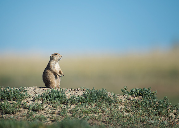 Prairie dog