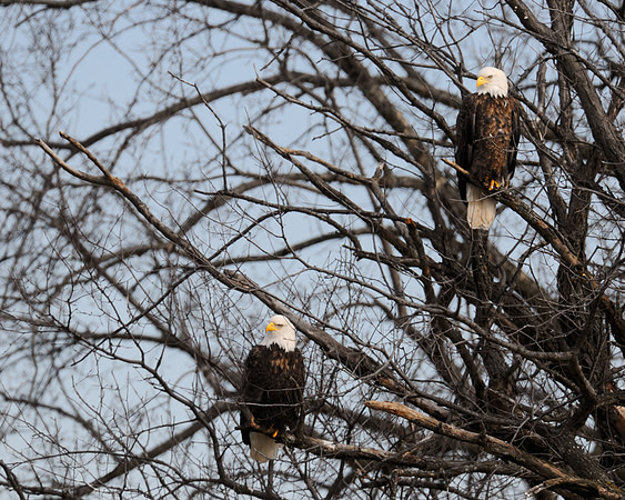 Eagle in tree