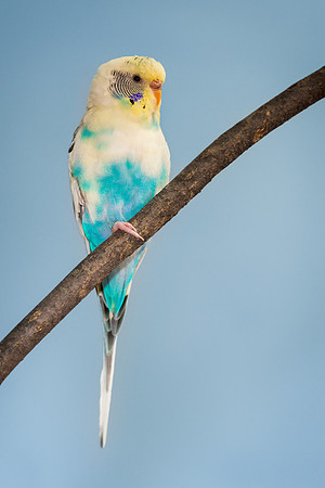 Parakeet