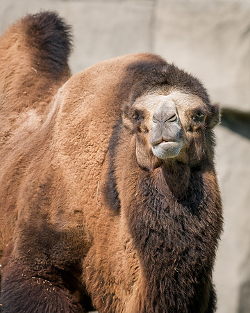 Camel