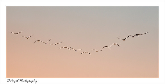V Formation