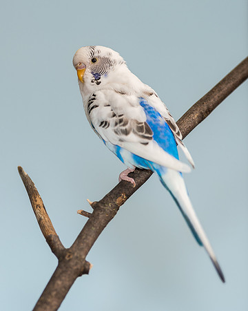 Parakeet