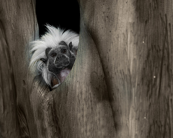 Tamarin