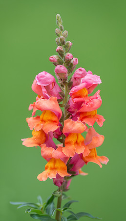 Snapdragon