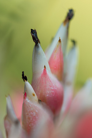 Urn Plant