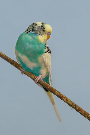 Parakeet