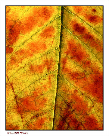 Leaf