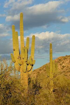 Desert landscape