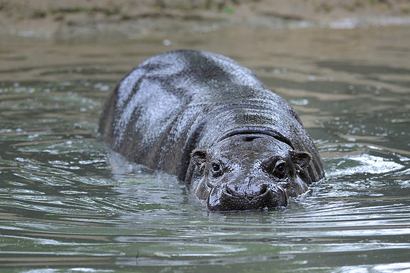 Pygmy hippo