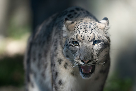 Snow leopard