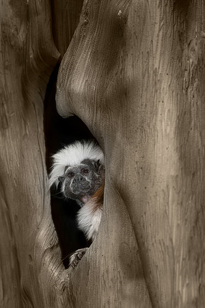 Tamarin