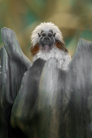 Tamarin