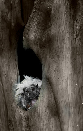 Tamarin
