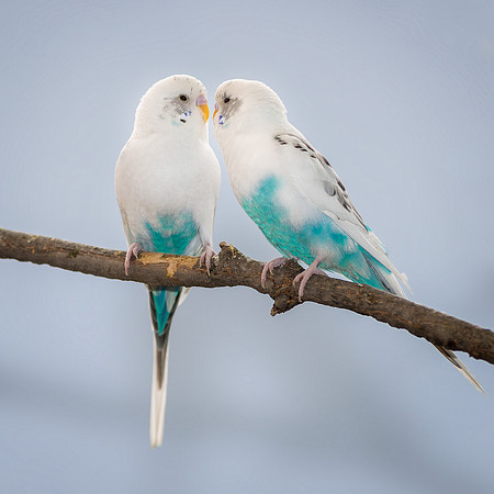 Parakeets