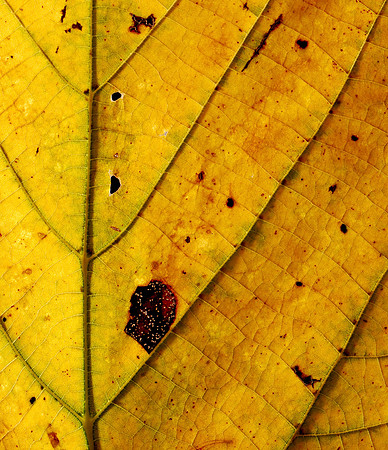 Yellow leaf