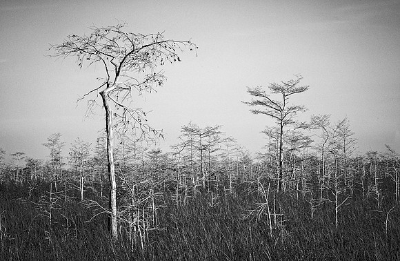 Dwarfed cypress forest