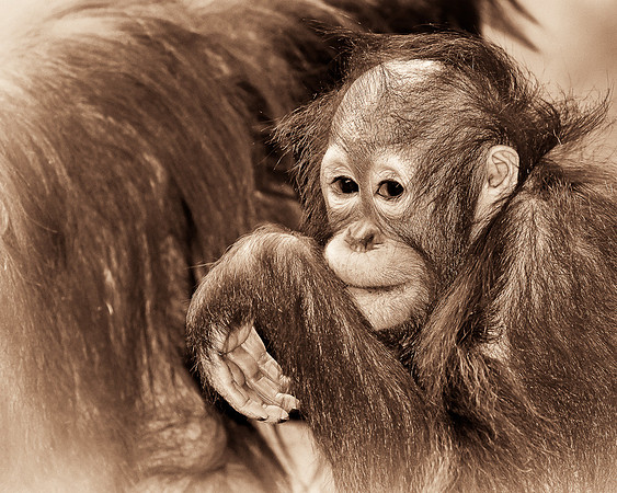 Baby orangutan