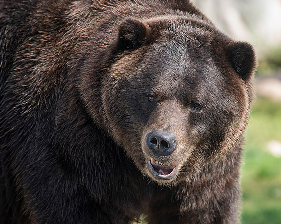 Grizzly bear