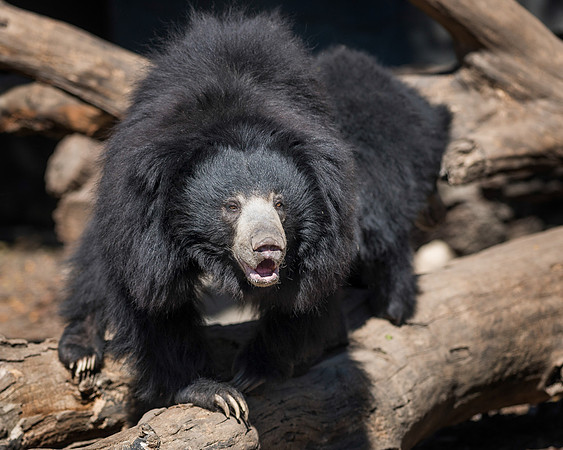 Sloth bear
