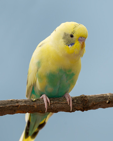 Parakeet