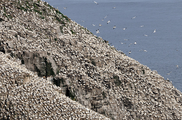Northern gannets