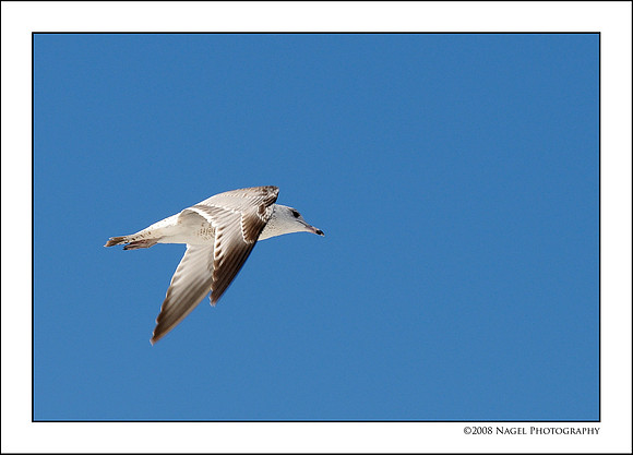 Gull in flight