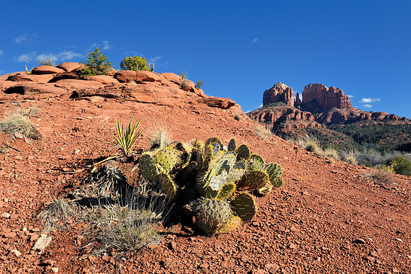 Cacti and Cathedral Rock