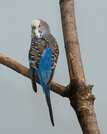 Parakeet