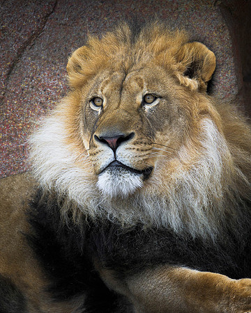 African Lion