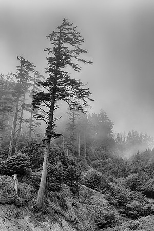 Trees in the fog