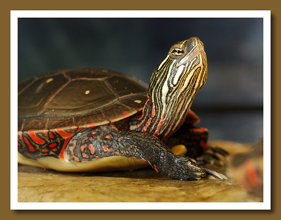 Turtle