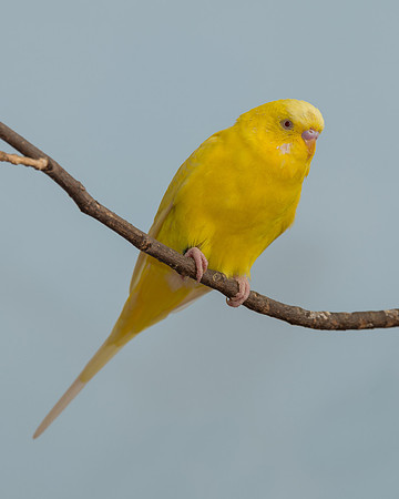Parakeet