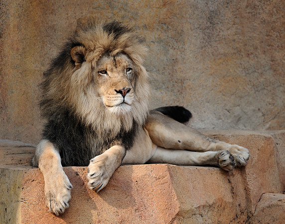 African lion