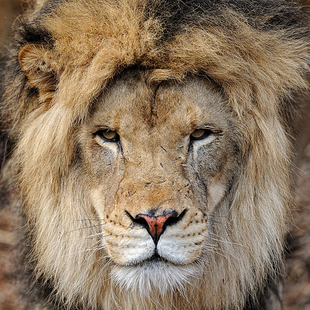 African lion