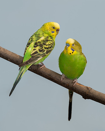 Parakeets