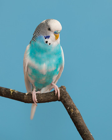 Parakeet