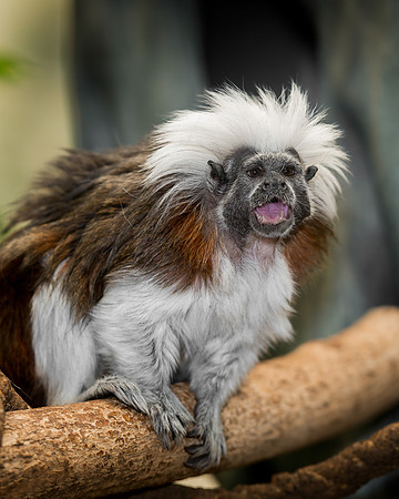 Tamarin