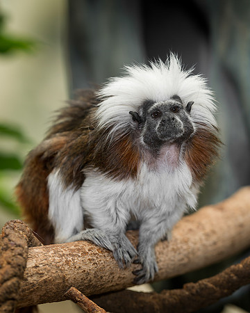 Tamarin