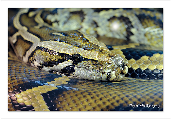 Bermese python