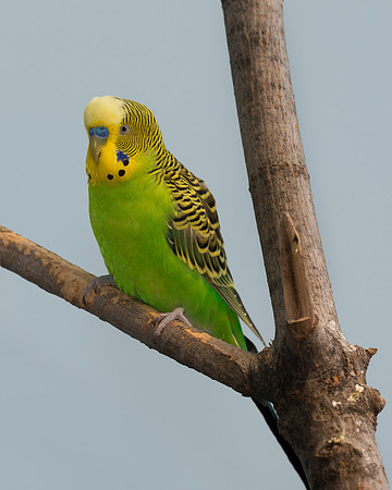 Parakeet