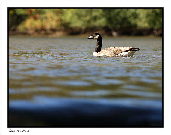 Canada goose