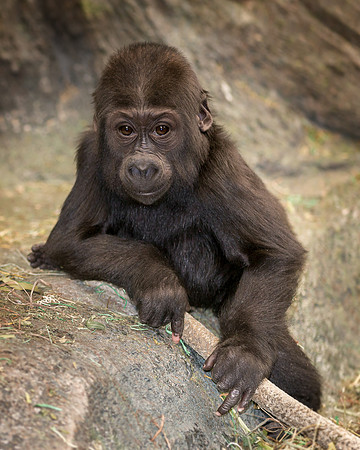 Baby gorilla
