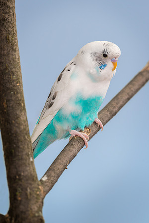 Parakeet