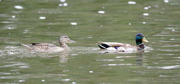 Two ducks