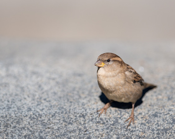 Song Bird