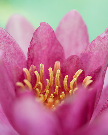 Water Lily