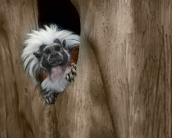 Tamarin
