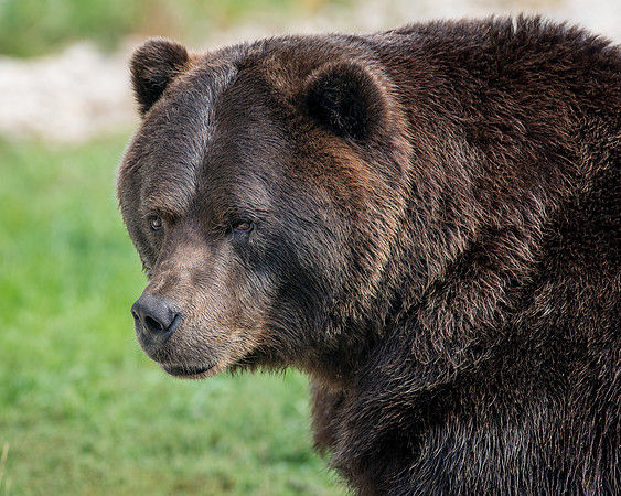 Grizzly bear