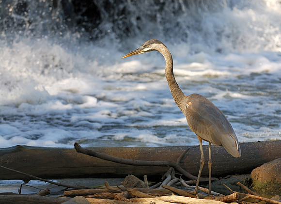 Blue heron
